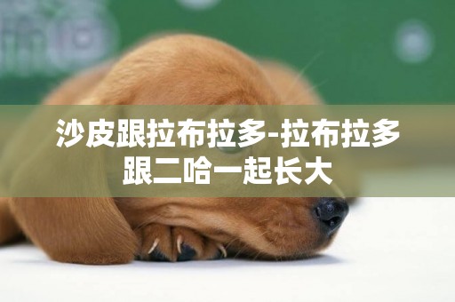 沙皮跟拉布拉多-拉布拉多跟二哈一起長大