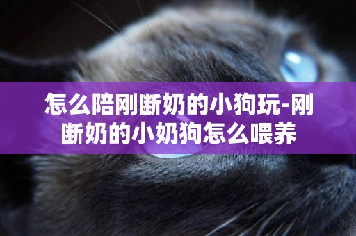 怎么陪剛斷奶的小狗玩-剛斷奶的小奶狗怎么喂養