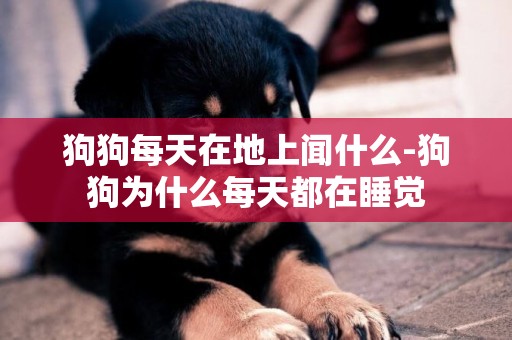 狗狗每天在地上聞什么-狗狗為什么每天都在睡覺