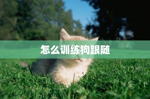 怎么訓練狗跟隨