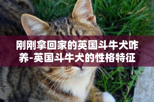 剛剛拿回家的英國斗牛犬咋養-英國斗牛犬的性格特征及飼養方法