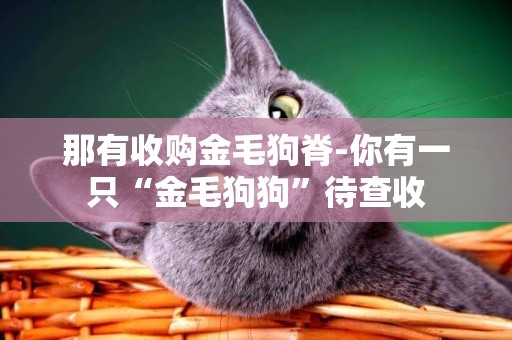 那有收購金毛狗脊-你有一只“金毛狗狗”待查收