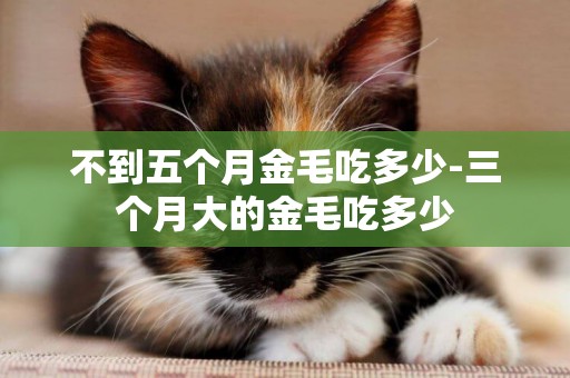 不到五個月金毛吃多少-三個月大的金毛吃多少