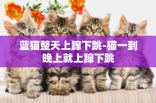 藍貓整天上躥下跳-貓一到晚上就上躥下跳