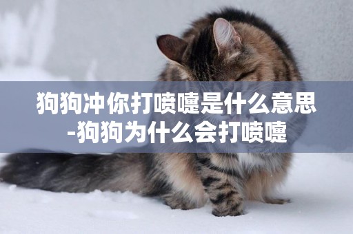 狗狗沖你打噴嚏是什么意思-狗狗為什么會打噴嚏