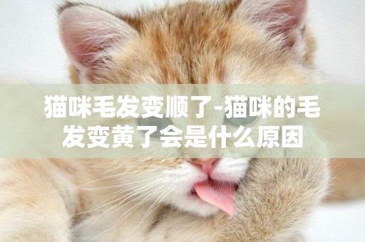 貓咪毛發變順了-貓咪的毛發變黃了會是什么原因
