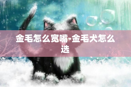 金毛怎么寬嘴-金毛犬怎么選