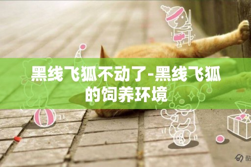黑線飛狐不動了-黑線飛狐的飼養環境