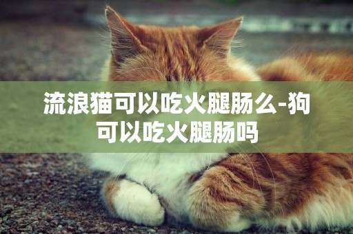流浪貓可以吃火腿腸么-狗可以吃火腿腸嗎