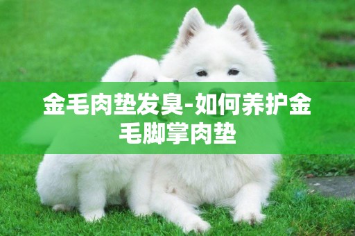 金毛肉墊發臭-如何養護金毛腳掌肉墊