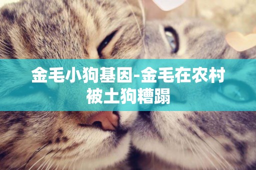金毛小狗基因-金毛在農村被土狗糟蹋