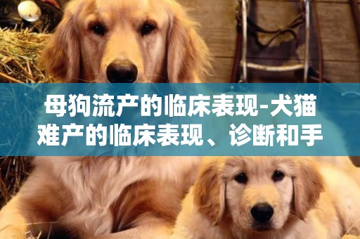 母狗流產的臨床表現-犬貓難產的臨床表現、診斷和手術治療方法