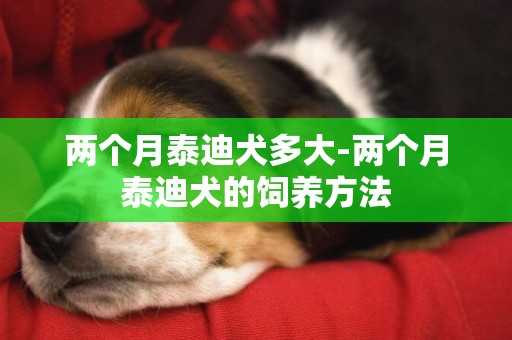 兩個月泰迪犬多大-兩個月泰迪犬的飼養方法
