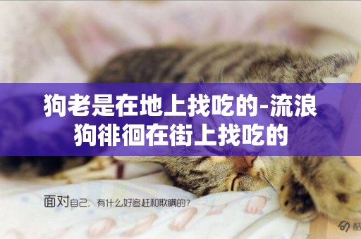 狗老是在地上找吃的-流浪狗徘徊在街上找吃的