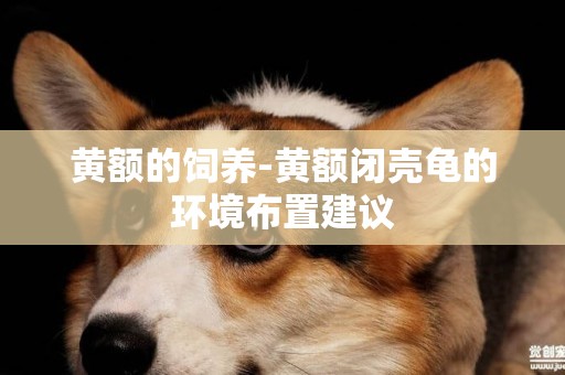 黃額的飼養-黃額閉殼龜的環境布置建議