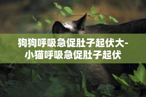 狗狗呼吸急促肚子起伏大-小貓呼吸急促肚子起伏