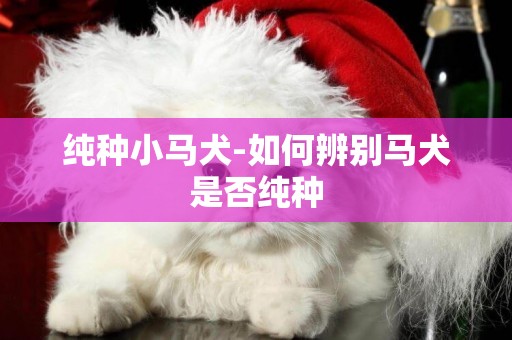 純種小馬犬-如何辨別馬犬是否純種