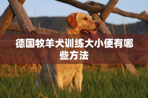 德國牧羊犬訓練大小便有哪些方法