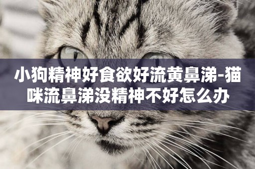 小狗精神好食欲好流黃鼻涕-貓咪流鼻涕沒精神不好怎么辦