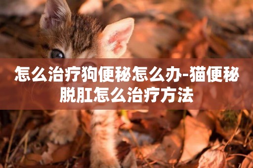 怎么治療狗便秘怎么辦-貓便秘脫肛怎么治療方法