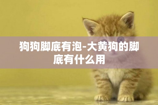 狗狗腳底有泡-大黃狗的腳底有什么用