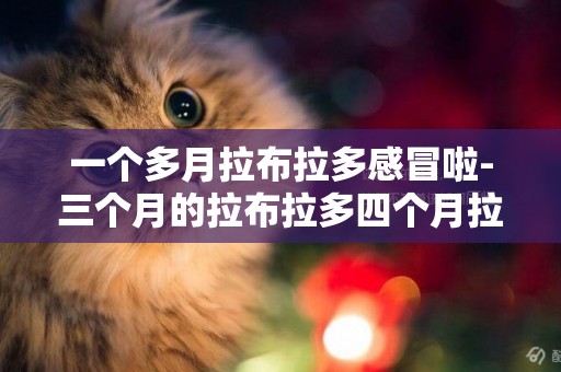 一個多月拉布拉多感冒啦-三個月的拉布拉多四個月拉布拉多的區別