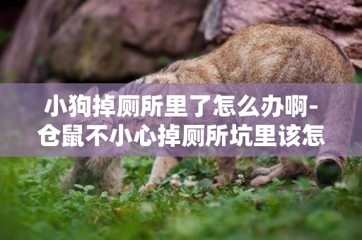 小狗掉廁所里了怎么辦啊-倉鼠不小心掉廁所坑里該怎么辦