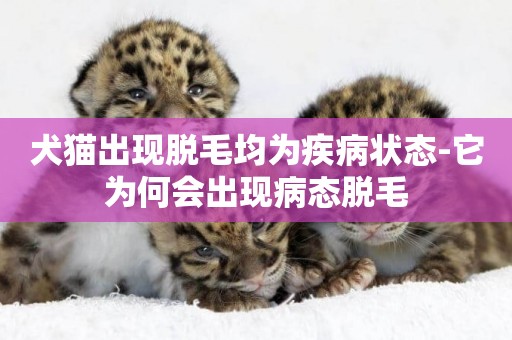 犬貓出現脫毛均為疾病狀態-它為何會出現病態脫毛