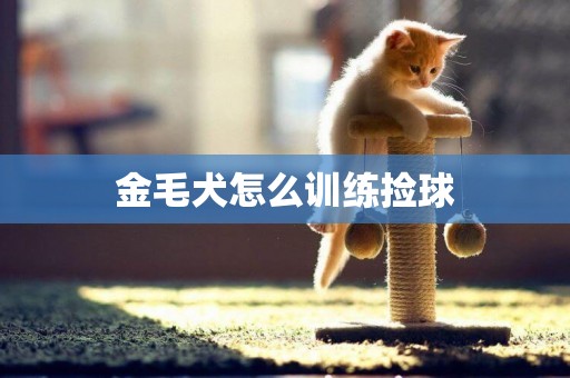 金毛犬怎么訓練撿球