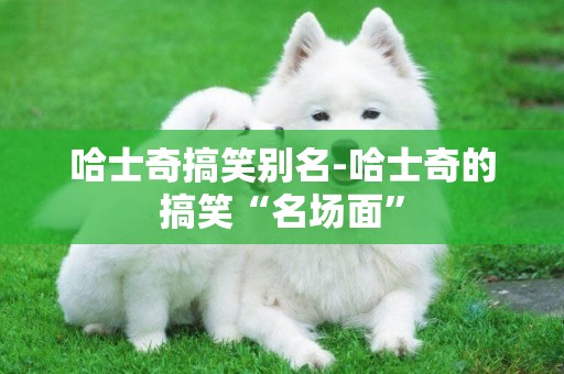 哈士奇搞笑別名-哈士奇的搞笑“名場面”