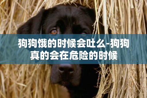 狗狗餓的時候會吐么-狗狗真的會在危險的時候
