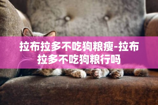 拉布拉多不吃狗糧瘦-拉布拉多不吃狗糧行嗎