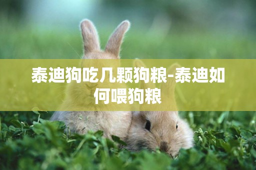 泰迪狗吃幾顆狗糧-泰迪如何喂狗糧