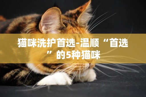 貓咪洗護首選-溫順“首選”的5種貓咪
