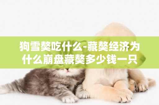 狗雪獒吃什么-藏獒經濟為什么崩盤藏獒多少錢一只