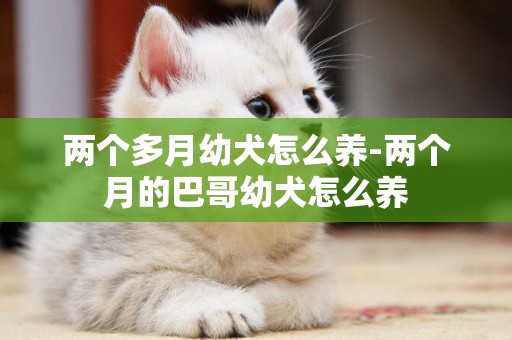 兩個多月幼犬怎么養-兩個月的巴哥幼犬怎么養