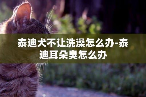 泰迪犬不讓洗澡怎么辦-泰迪耳朵臭怎么辦