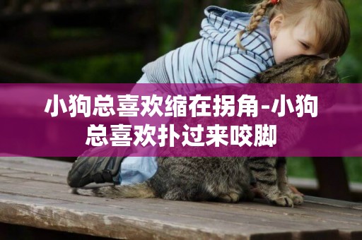 小狗總喜歡縮在拐角-小狗總喜歡撲過來咬腳