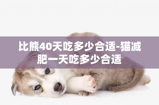 比熊40天吃多少合適-貓減肥一天吃多少合適