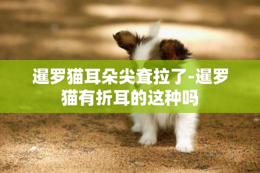 暹羅貓耳朵尖耷拉了-暹羅貓有折耳的這種嗎