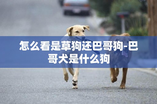 怎么看是草狗還巴哥狗-巴哥犬是什么狗