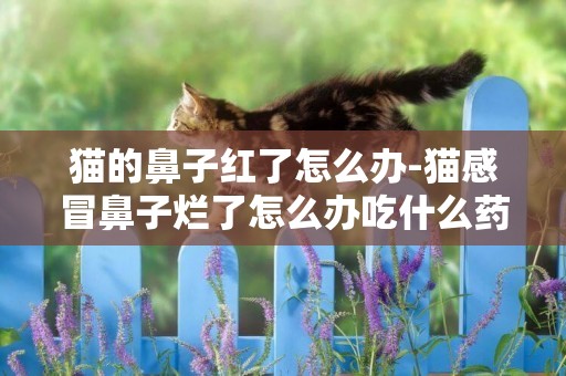 貓的鼻子紅了怎么辦-貓感冒鼻子爛了怎么辦吃什么藥
