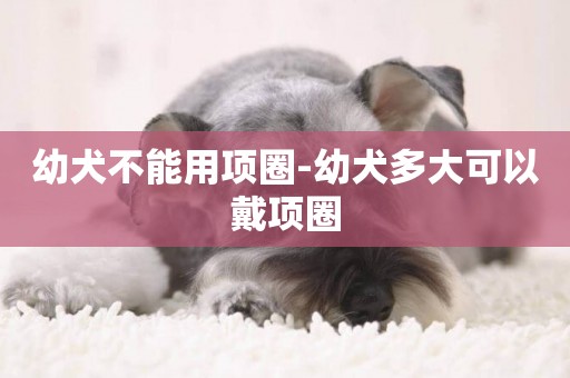 幼犬不能用項圈-幼犬多大可以戴項圈