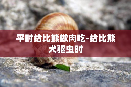 平時給比熊做肉吃-給比熊犬驅蟲時