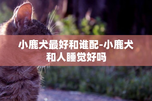 小鹿犬最好和誰配-小鹿犬和人睡覺好嗎