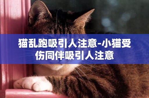 貓亂跑吸引人注意-小貓受傷同伴吸引人注意