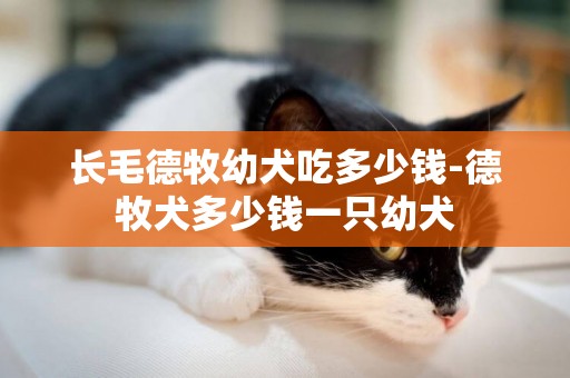 長毛德牧幼犬吃多少錢-德牧犬多少錢一只幼犬