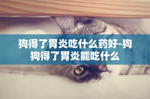 狗得了胃炎吃什么藥好-狗狗得了胃炎能吃什么