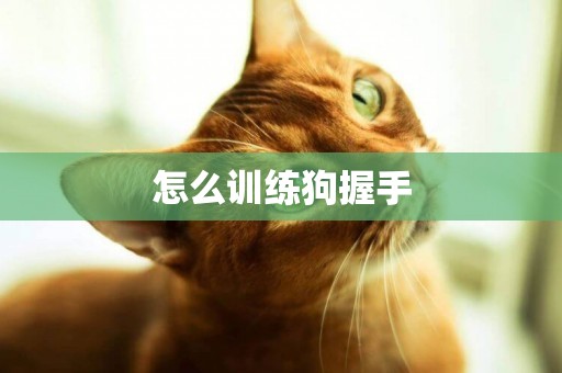 怎么訓練狗握手