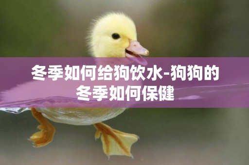 冬季如何給狗飲水-狗狗的冬季如何保健